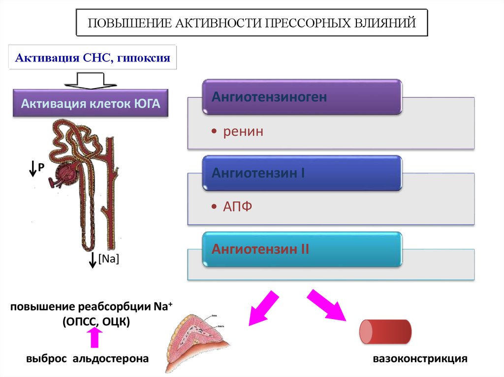 Повышение активности. Активация СНС. Прессорное воздействие это. Прессорные влияния это.