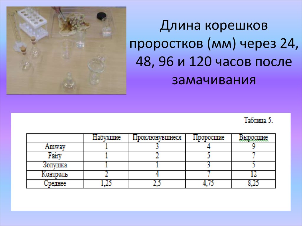 Коды корешков. Длина проростков. Длина проростков таблица. Длина проростков и длина Корешков.