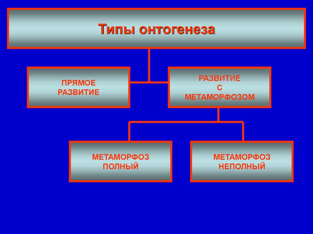 3 этапа онтогенеза