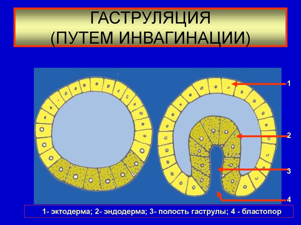 Гаструляция иммиграция рисунок