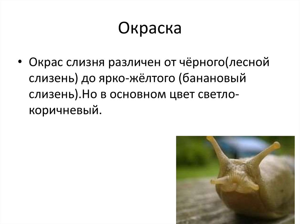 внутреннее строение слизня. слизень моллюск. общая характеристика слизней. стадии развития слизней. характеристика способа питания слизня.