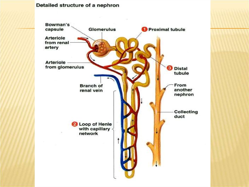 Какая структурная единица почки изображена на рисунке. Nephron structure. Структурные и структурно-функциональная единицы почки.