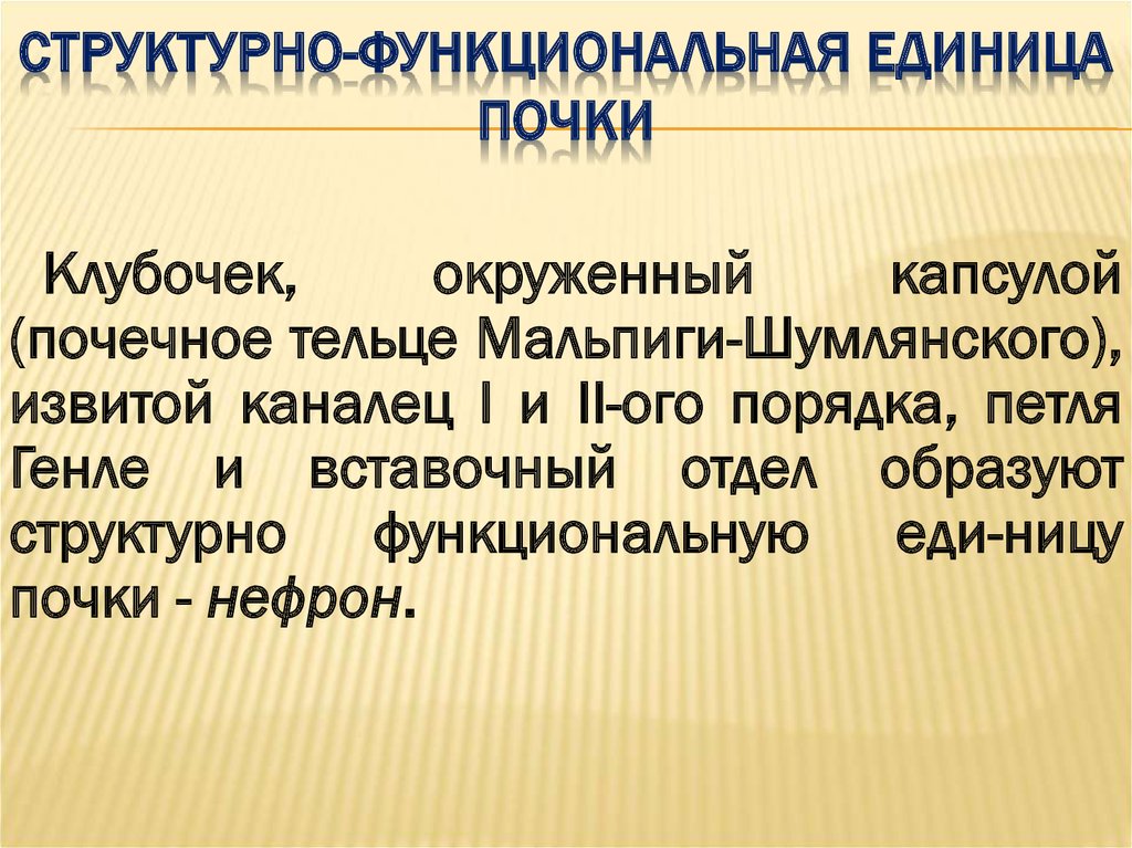 Структурно функциональная единица почки