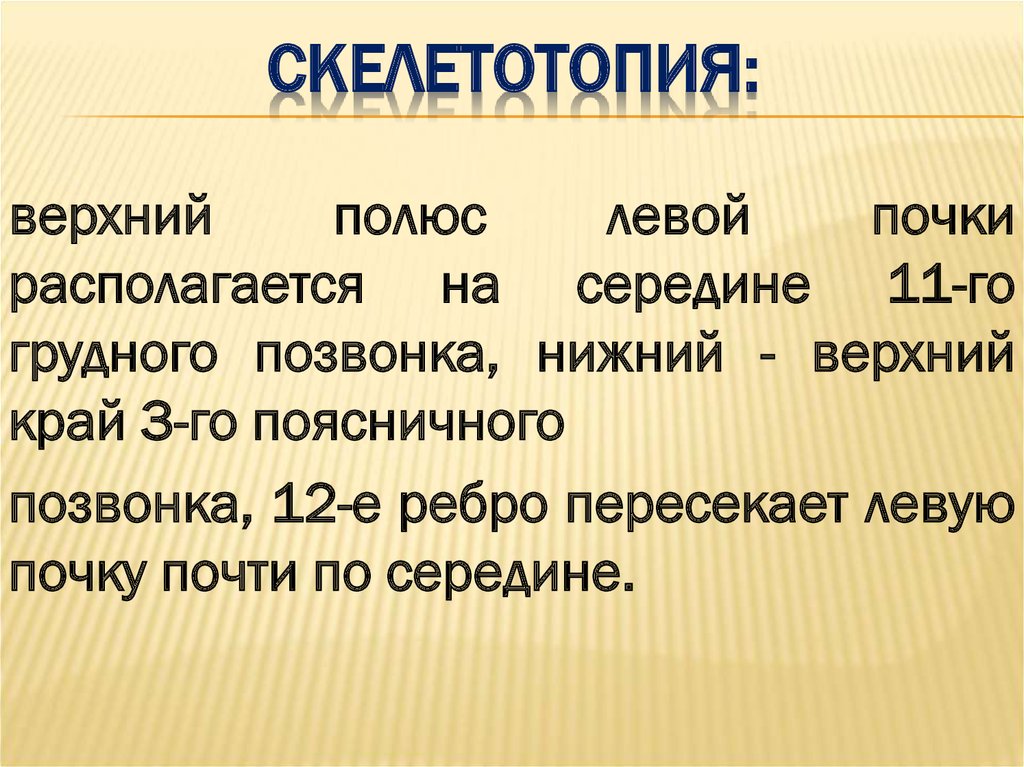 Скелетотопия почек