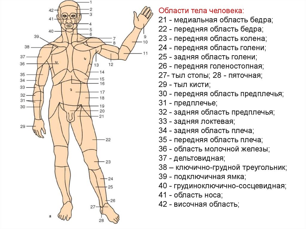 Самые места человека. Как называются части тела сзади. Области тела человека криминалистика. Название всех частей тела. Название частей тела человека для тату.