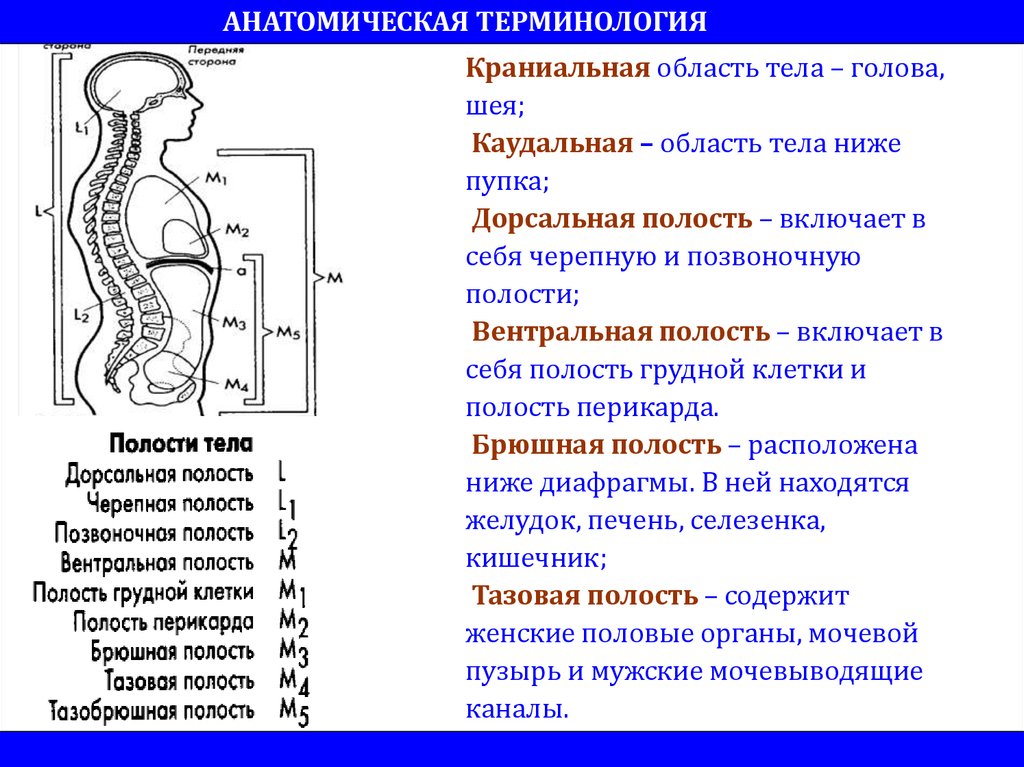 Ниже туловища. Дорсальная и вентральная полость тела. Полости тела человека анатомия. Дорсальная сторона тела.
