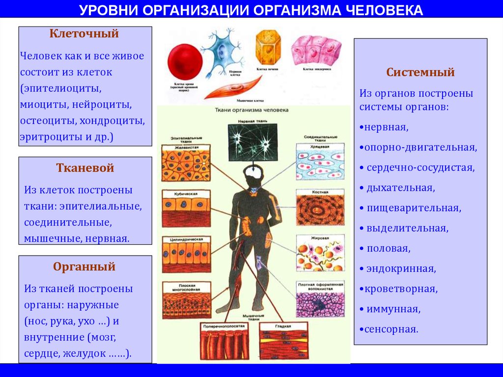 Отметь изображение на котором виден данный уровень организации система органов