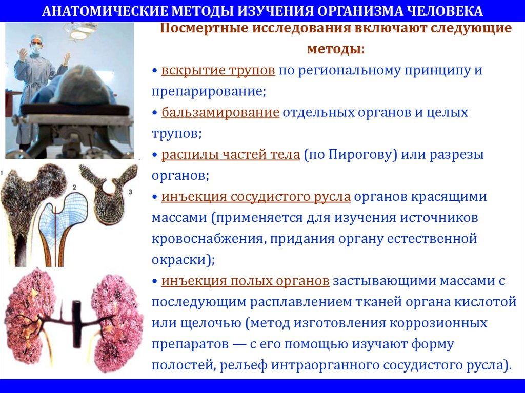 Изучал различных организмов. Анатомический метод исследования организма человека. Посмертные методы исследования в анатомии. Методы исследования человеческого тела. Методы изучения организма человека посмертные.