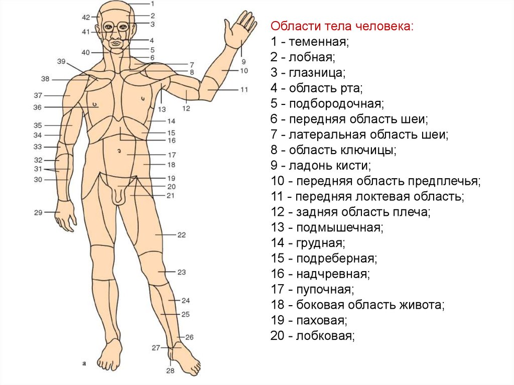 Название организма человека. Анатомические области тела области тела человека. Части тела человека названия. Части тела человека анатомия. Название человеческих частей тела.