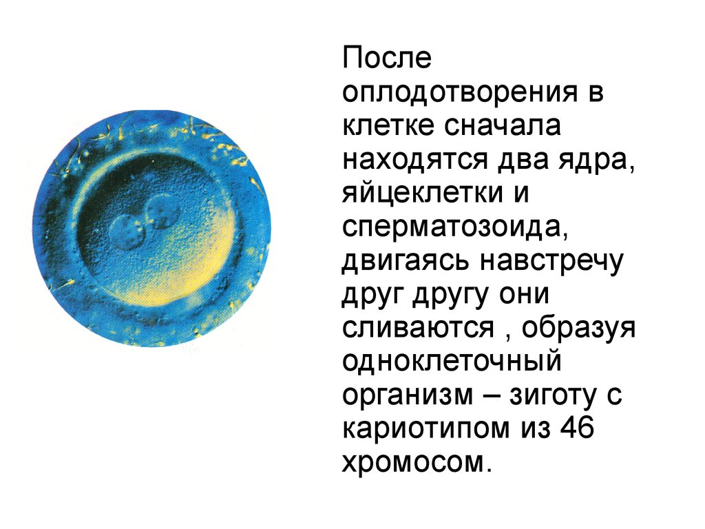 После оплодотворения какие. После оплодотворения. Развитие после оплодотворения. Размер ядра в клетке яйцеклетки. Клетка с двумя ядрами после оплодотворения.