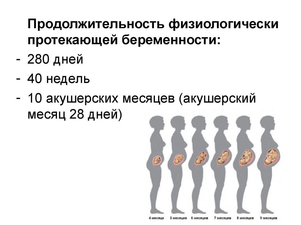Сколько месяцев беременности женщине