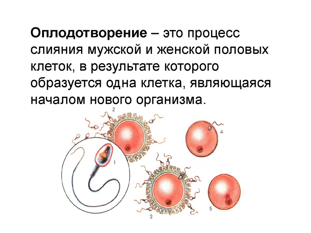 Слияние мужской и женской гамет. Схема оплодотворения человека биология. Оплодотворение это процесс слияния гамет. Процесс оплодотворения. Оплодотворение слияние половых клеток.