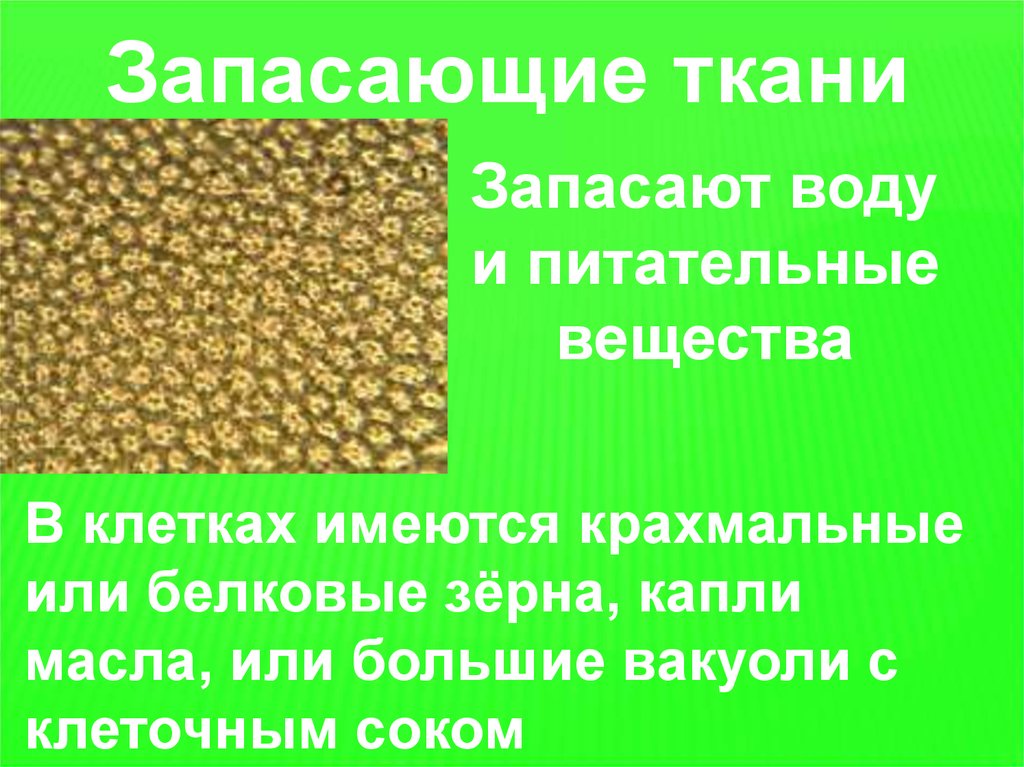 Питательные вещества в тканях. Запасающая ткань. Запасающая растительная ткань. Запасающая ткань растений. Клетки запасающей ткани.