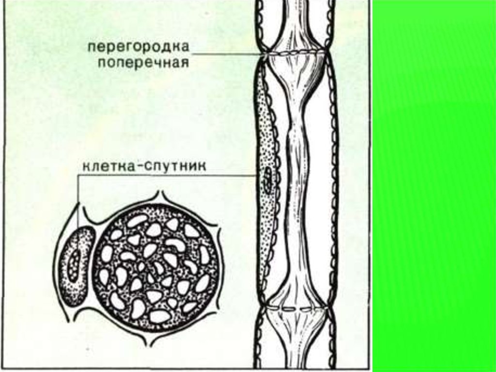 Ситовидная клетка флоэмы. Ситовидная трубка у растений с клеткой спутницей. Строение ситовидных трубок. Ситовидные клетки и клетки спутницы. Флоэма ситовидные трубки и клетки-спутницы.
