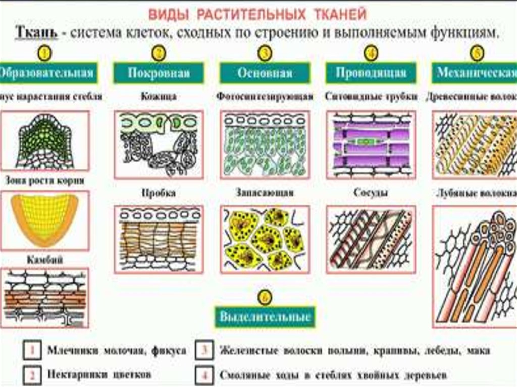 Рисунки тканей растений