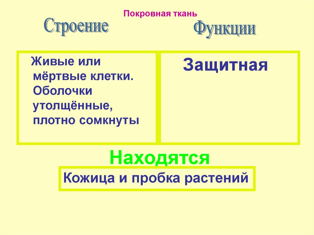 Выполняемая функция покровной ткани. Ткани растения . Покровные ткани строение и функции. Покровная ткань строение и функции. Строение покровной ткани растений. Функции покровной ткани.