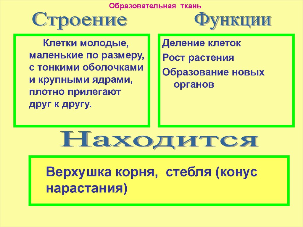 Основные и образовательные ткани растений 5 класс сухорукова презентация