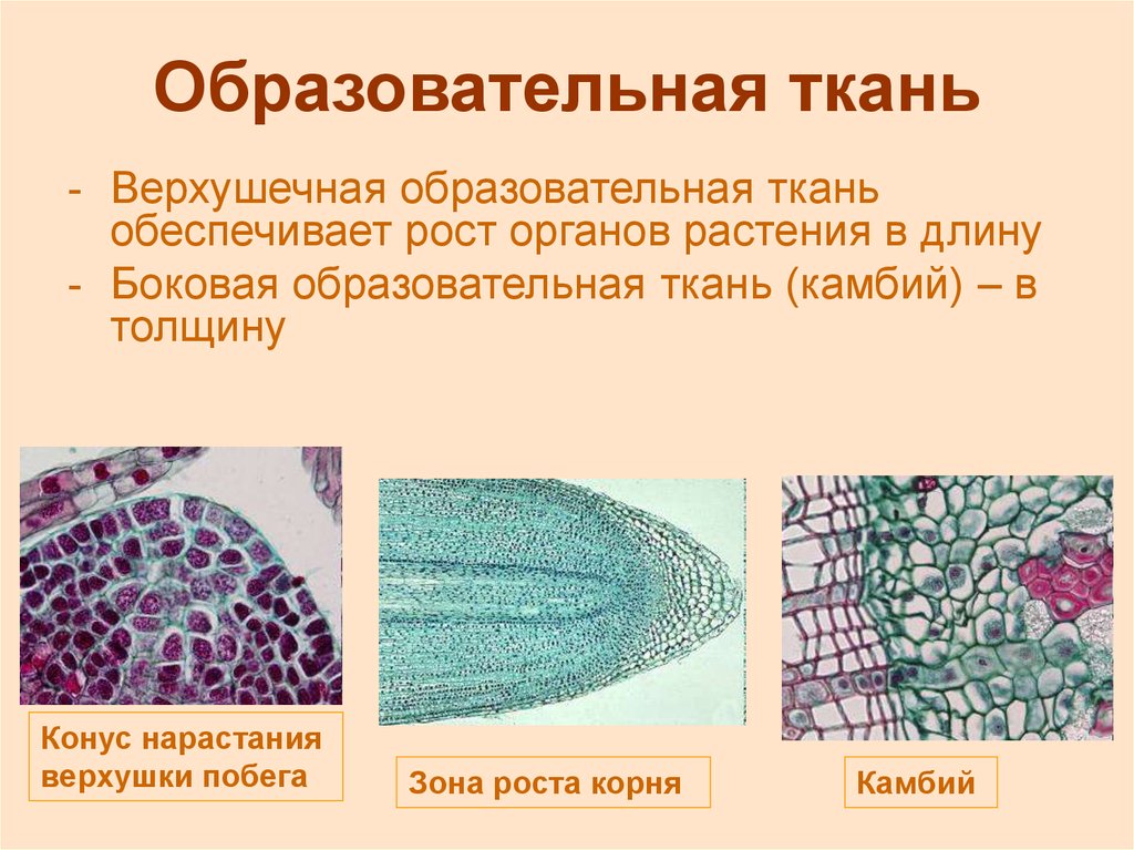 Презентация на тему растительные ткани