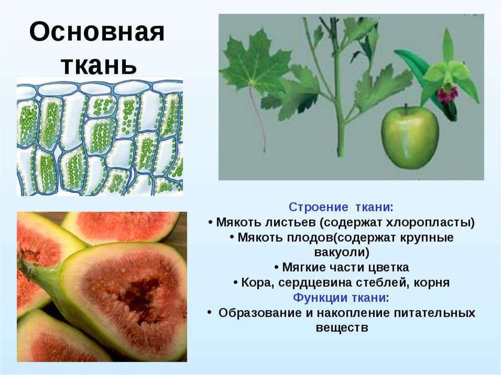 Тема ткани растений 6 класс. Функции мякоти листа. Основная ткань растений строение. Основная ткань растений функции. Основная ткань мякоть листа.