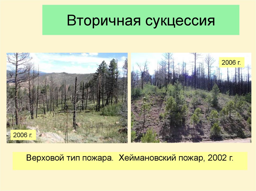 Какой вариант сукцессии представлен на рисунке ответ. Вторичная сукцессия. Вторичная сукцессия смешанного леса. Вторичная сукцессия сукцессия. Смена сообществ сукцессии.