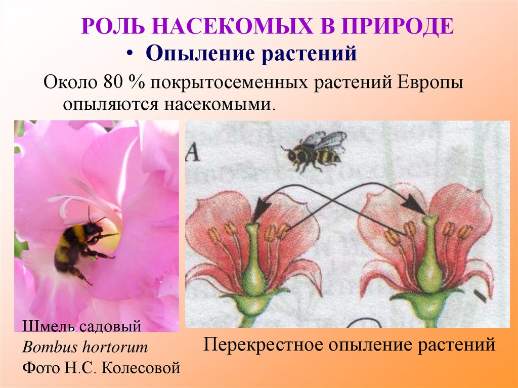 Опыление растений. Опыление растений насекомыми схема. Опыление цветков насекомыми. Перекрестное опыление насекомыми. Перекрестное опыление растений.