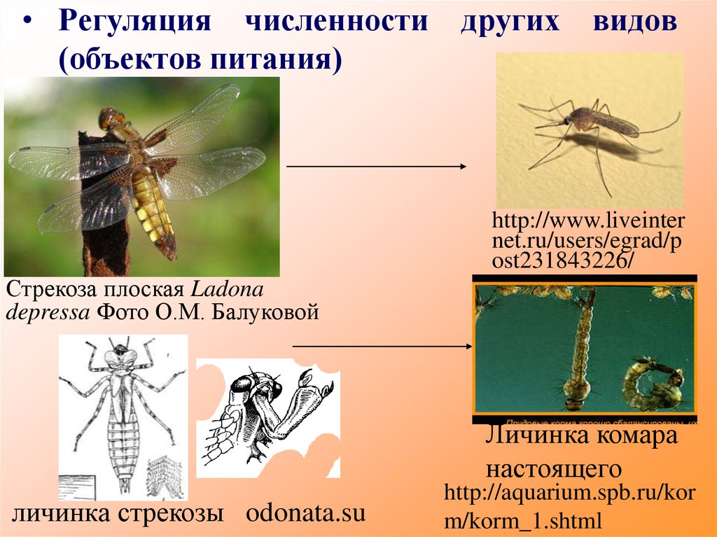 Какие животные питаются личинками комаров. Личинка Стрекозы. Тип личинки Стрекозы. Личинка комара и личинка Стрекозы. Питание личинки Стрекозы.