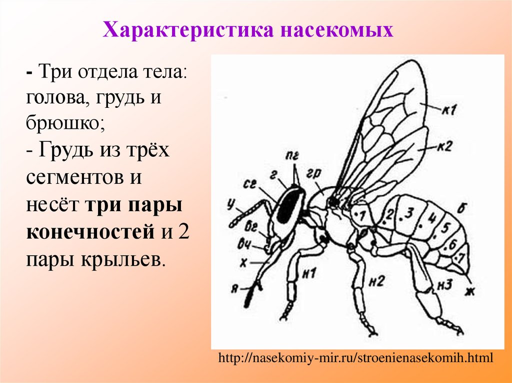 Характерные признаки насекомых. Общая характеристика насекомых. Отделы тела голова грудь и брюшко. Морфологическая характеристика насекомых. Особенности отделов тела насекомых.