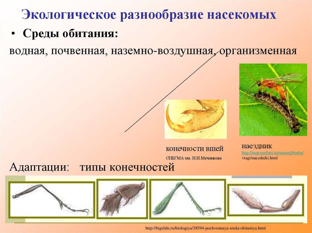 Насекомые среда обитания. Типы адаптации насекомых. Многообразие насекомых среда обитания. Конечности насекомых и среда обитания. Конечности наземно воздушных.