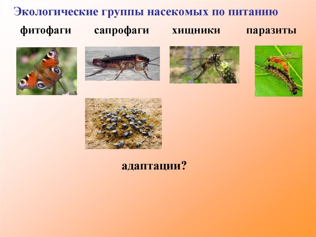 6 групп насекомых. Экологические группы насекомых. Насекомые фитофаги. Насекомые по типу питания. Фитофаги насекомые примеры.
