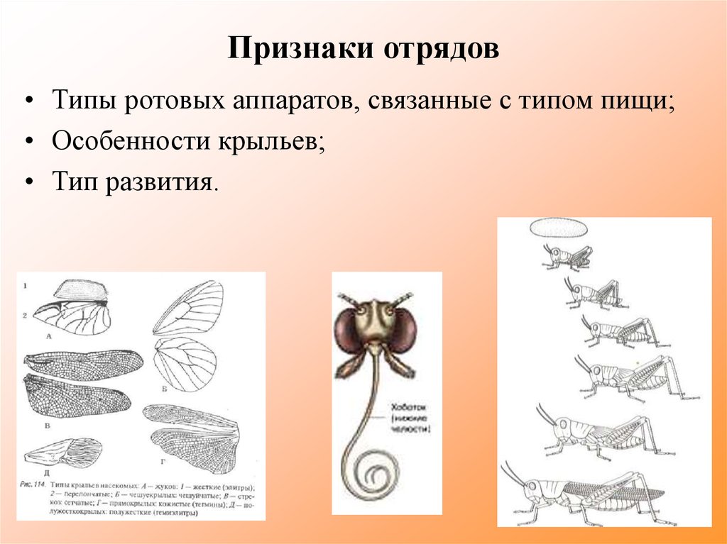 Какой тип развития характерен для улитки расписной изображенной на рисунке