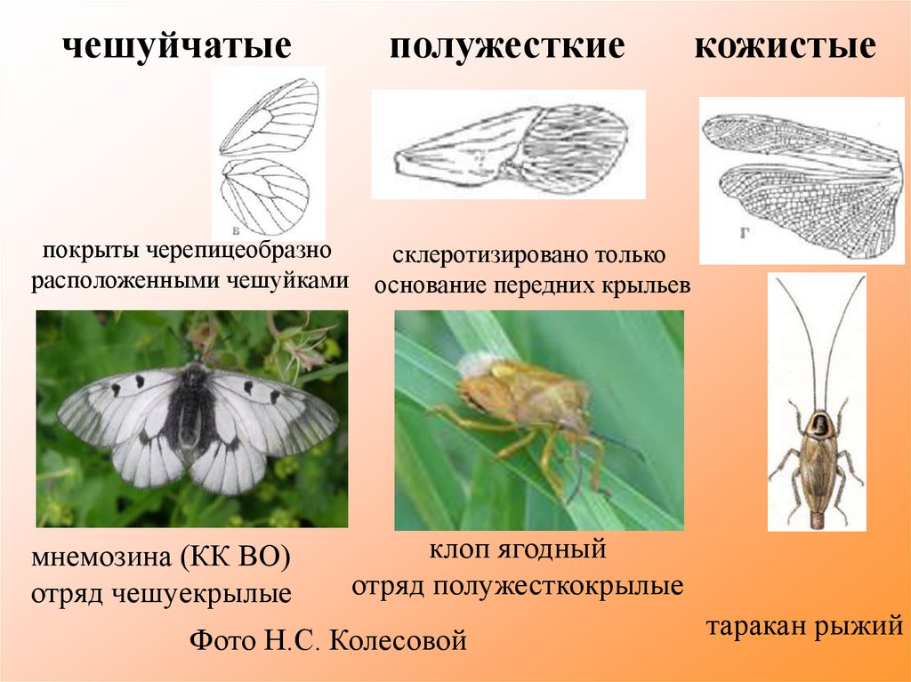 Отряд крыла. Крылья насекомых виды. Строение и типы крыльев насекомых. Насекомые по типу крыльев. Кожистые Крылья у насекомых.