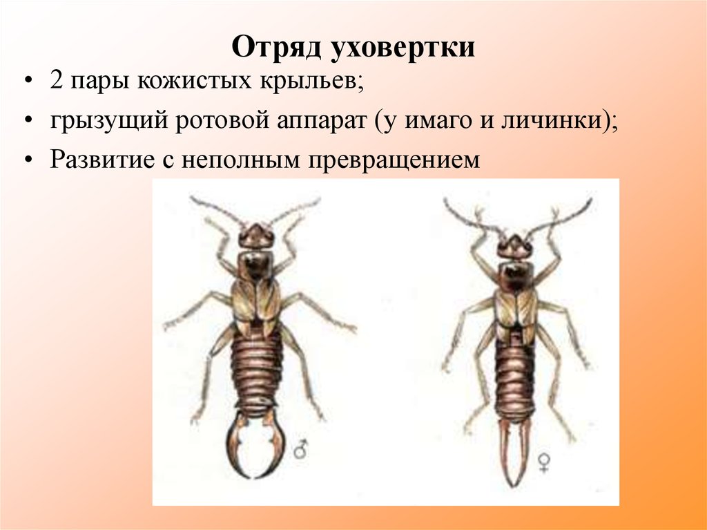 Какое насекомое неполное. Отряд уховертки. Уховёртки представители отряда таблица. Отряд уховертка строение. Отряды насекомых уховертки представители.