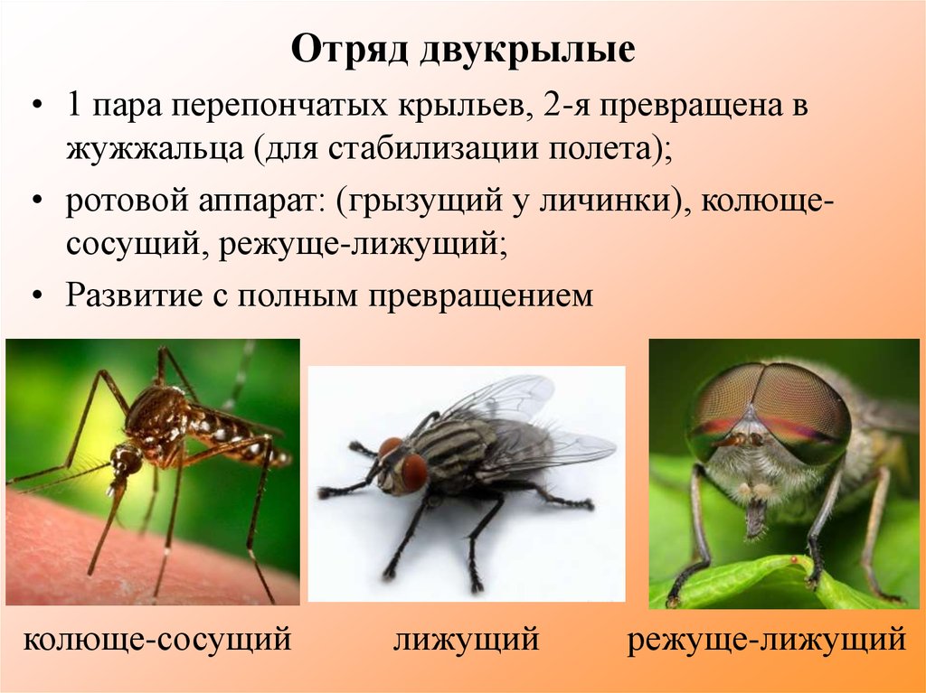 Отряд двукрылые виды