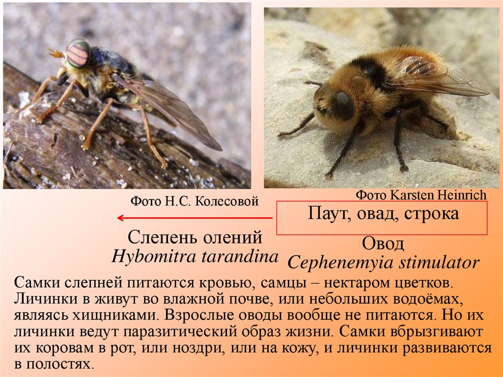 Слепни систематическое положение