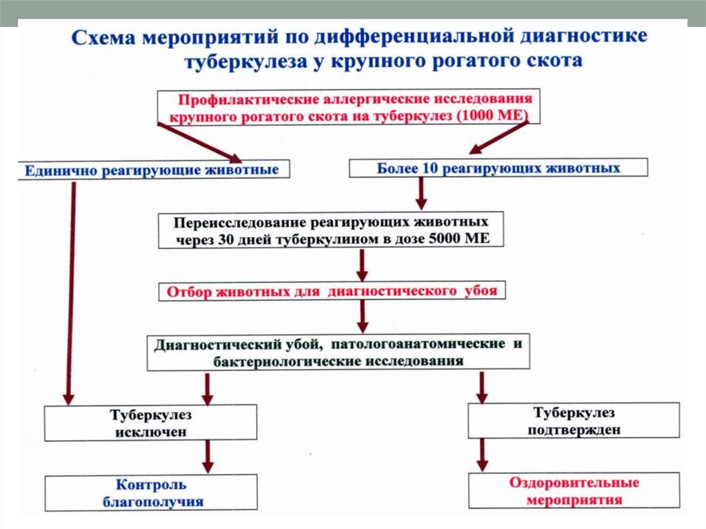 Презентация туберкулез крс