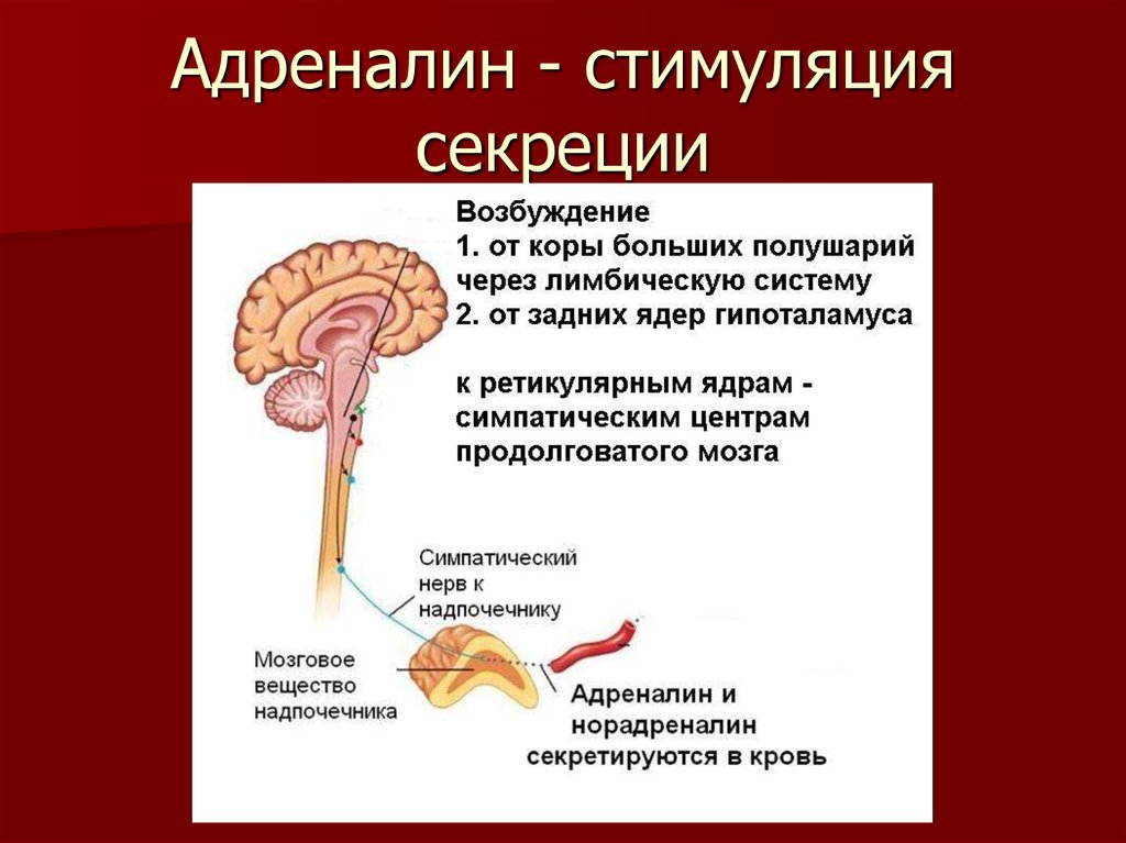 Гормон центральной нервной системы. Стимул секреции адреналина. Механизм выработки адреналина. Адреналин и норадреналин стресс. Адреналин стимулы секреции гормонов.