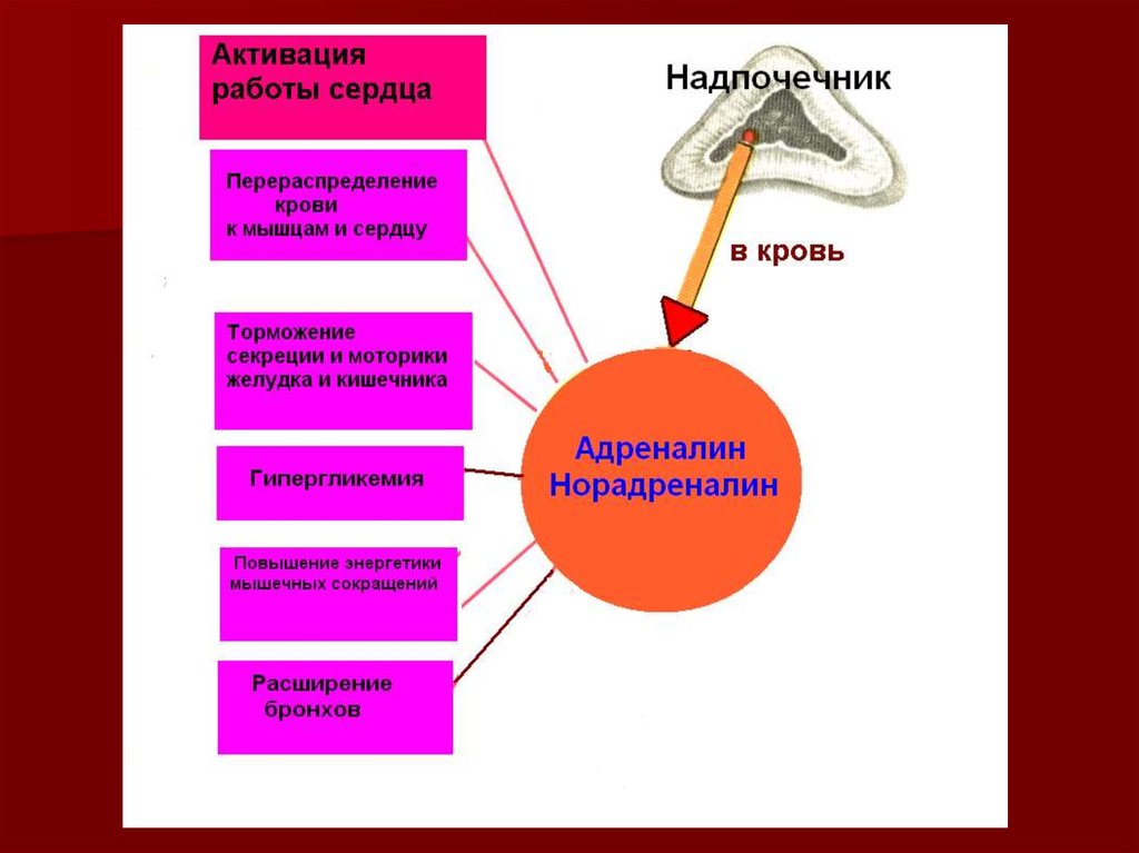 Стресс и адаптация презентация