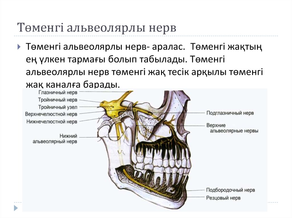 Төменгі альвеолярлы нерв