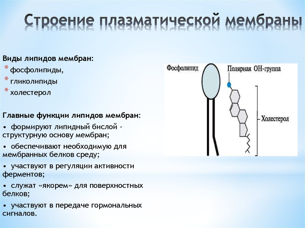 Среда белков