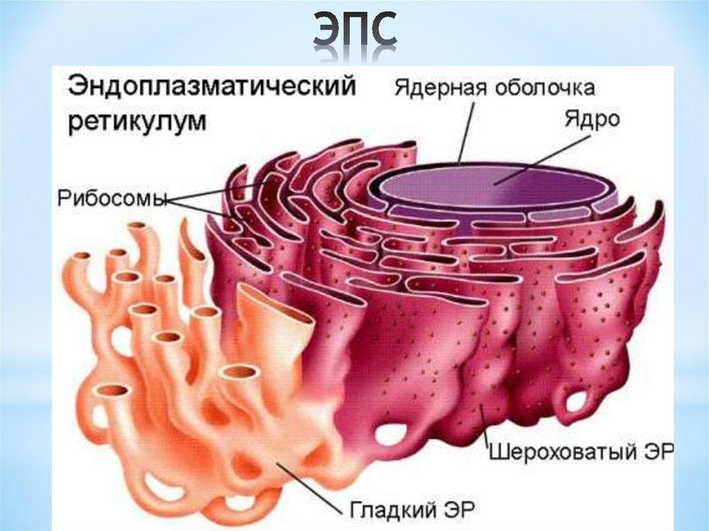 Эпс схематический рисунок