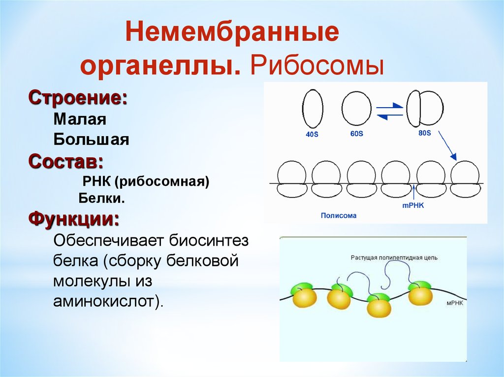 Структура рибосомы. Строение рибосомы и ее функции. Рибосомы строение и функции 10 класс. Немембранные рибосомы строение и функции. Немембранные строение характерно.