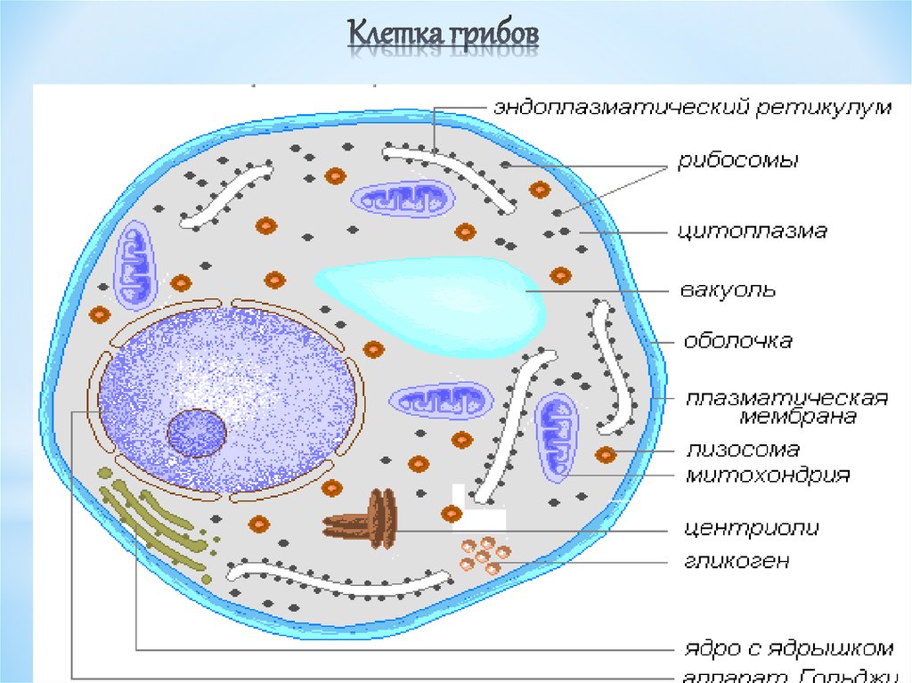 В клетках грибов есть ядро. Строение эукариотической клетки грибной. Строение эукартичнской клетки грибо. Схема строения эукариотической клетки гриба. Схема строения клетки гриба 5 класс биология.