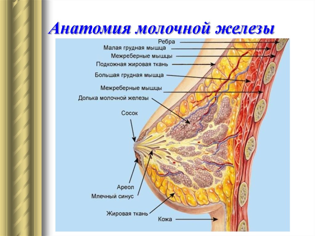 Структура молочных желез железистая