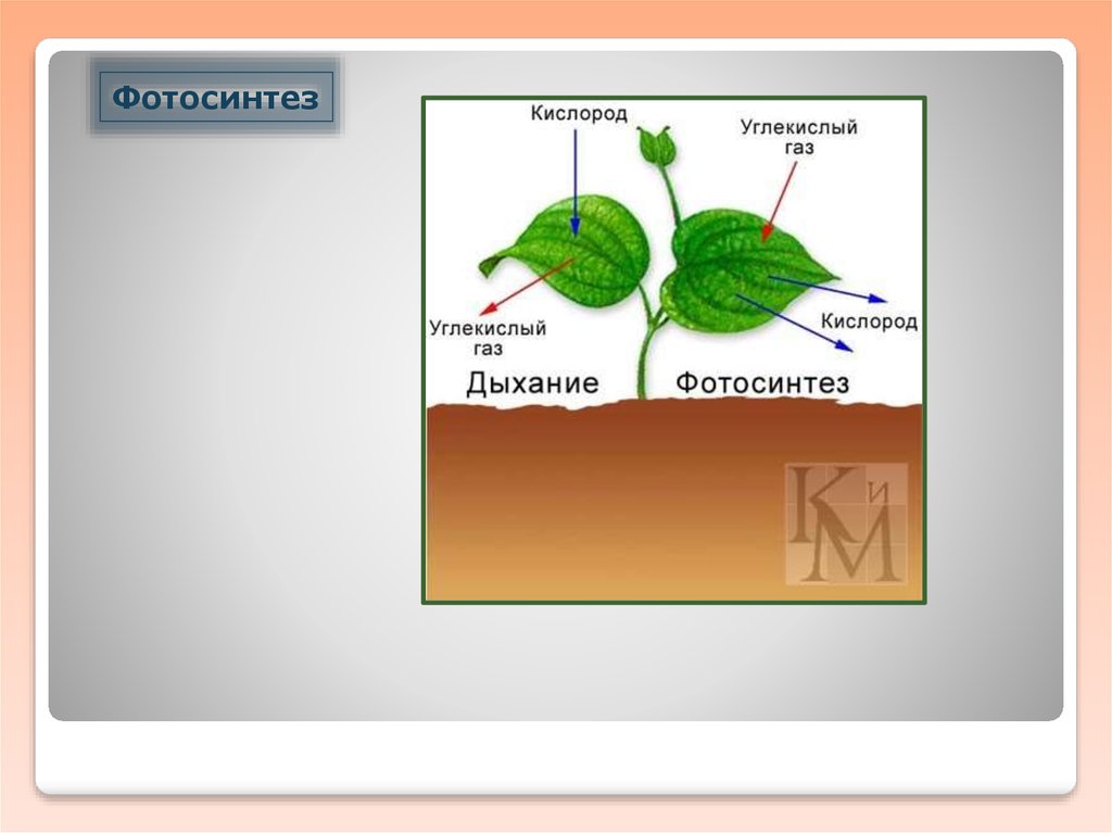 Процесс дыхания обеспечивает растение. Кислород и углекислый ГАЗ при фотосинтезе. Исходным материалом для фотосинтеза служат а кислород и углекислый. Процесс фотосинтеза картинка.