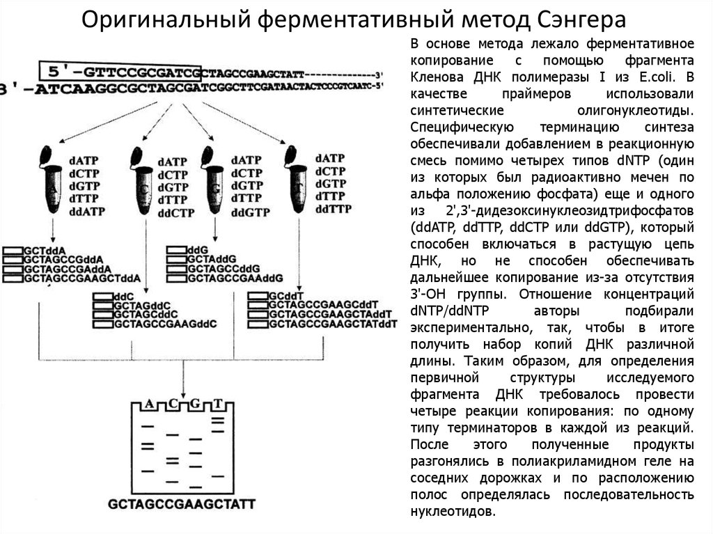 Секвенирования по сэнгеру