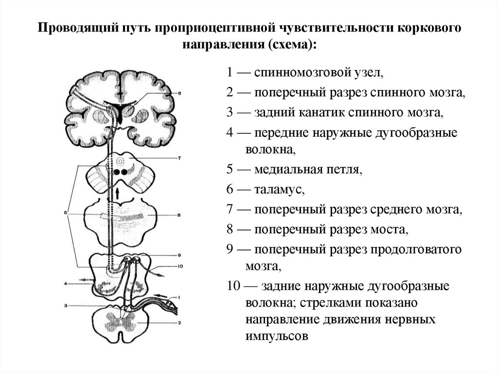 Проводящие пути мозга. Проводящие пути проприоцептивной чувствительности. Путь проприоцептивной чувствительности коркового направления. Чувствительные проводящие пути коркового направления схема. Проводящие пути проприоцептивной чувствительности схема.