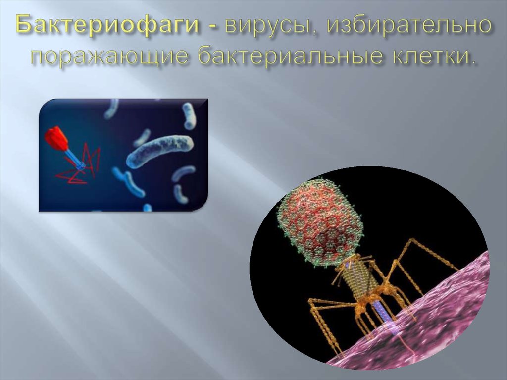 Бактериофаг поражает бактерию