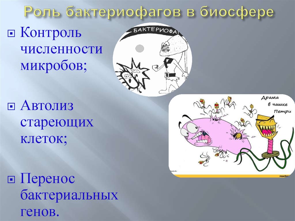 Функция бактерий в биосфере. Роль бактериофагов в биосфере. Роль бактериофагов в природе. Роль вирусов в биосфере. Распространение бактериофагов в природе.
