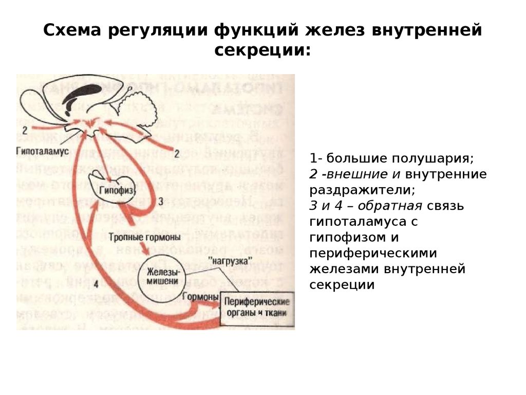 Секреция у женщин