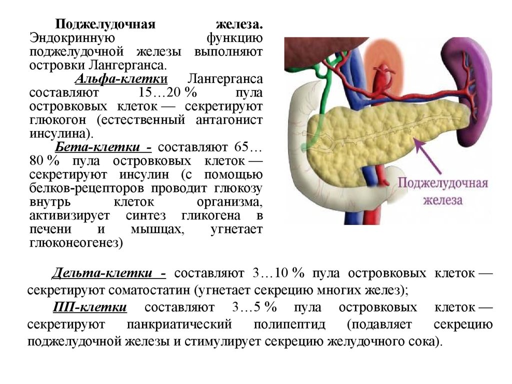 Соматотропин поджелудочной железы. Функции эндокринных клеток поджелудочной железы. Внутренне секреторная функция поджелудочной железы. Выделительная функция поджелудочной железы. Эндокринные островки поджелудочной железы.